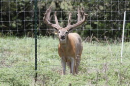 Bucks in our breeding program (18)